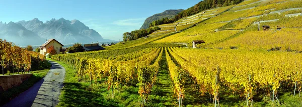 Panorama Podzimní Vinice Švýcarsku Pohled Oblast Lavaux Podzimní Den Vaud — Stock fotografie