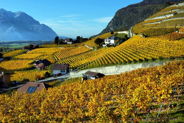 Panorama Över Höstens Vingårdar Schweiz Lavaux Region Höstdag Vaud — Stockfoto