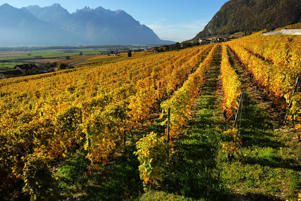 Herbstpanorama Der Weinberge Der Schweiz Blick Auf Lavaux Bei Herbsttag — Stockfoto