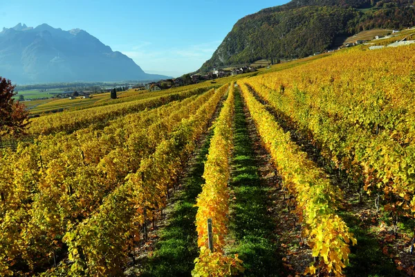 Herbstpanorama Der Weinberge Der Schweiz Blick Auf Lavaux Bei Herbsttag — Stockfoto