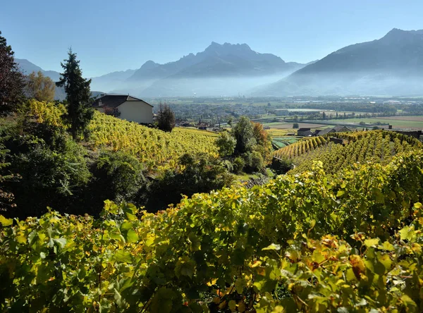 Панорама Осінній Виноградників Швейцарії Погляд Регіоні Lavaux Регіону Осінній День — стокове фото