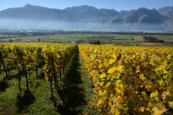 Panorama Över Höstens Vingårdar Schweiz Lavaux Region Höstdag Vaud — Stockfoto