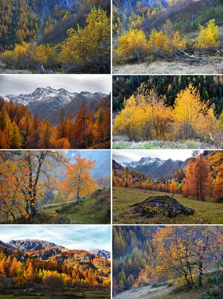 Sett Bildet Høstens Alpine Landskap Med Tåke Gule Trær – stockfoto