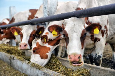 İnekler çiftlikte ahırda saman yiyor. Yemek zamanı sırasında kameraya bakarak inek