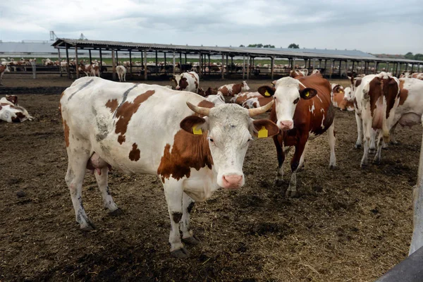 奶牛在农场吃干草在马厩里 奶牛在进食时看相机 — 图库照片