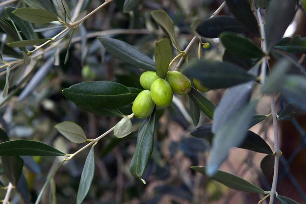 Olives hanging fresh from a tree branch