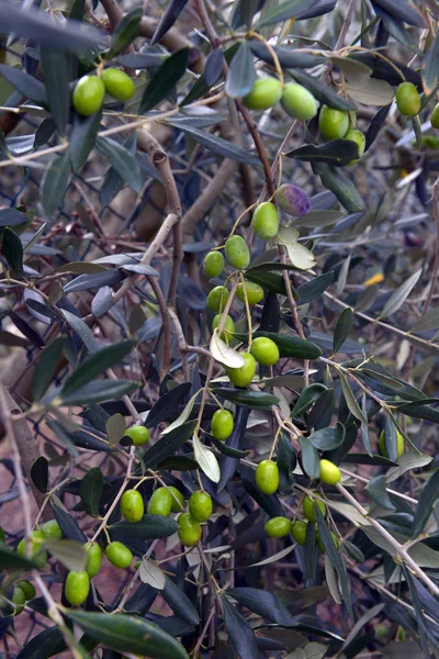 Olives Hanging Fresh Tree Branch — Stock Photo, Image