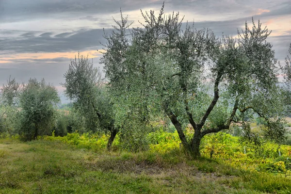 Olive trees garden. Mediterranean olive field ready for harvest. Italian olive\'s grove with ripe fresh olives. Olive farm.