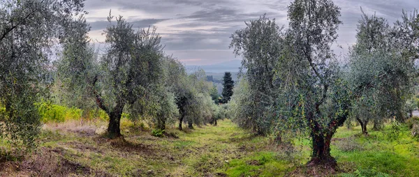 Olivenbäume Garten Mediterranes Olivenfeld Bereit Für Die Ernte Italienischer Olivenhain — Stockfoto
