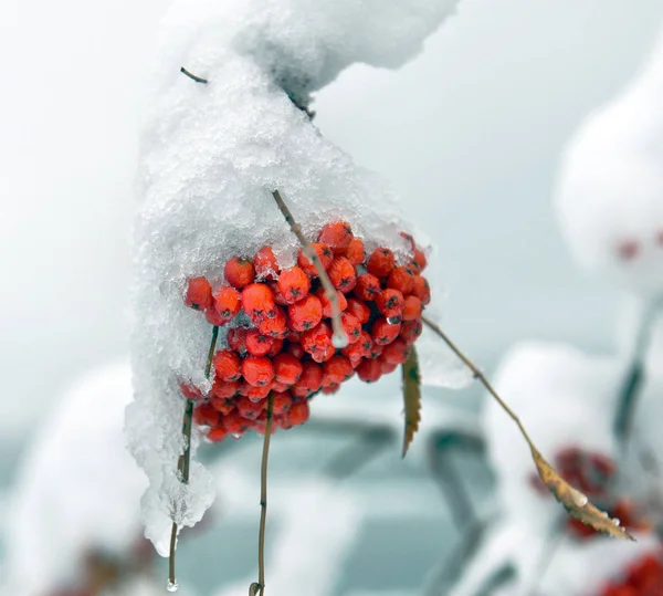 Zmrazené Brunche Bobulí Jeřáb Pod Sněhem — Stock fotografie