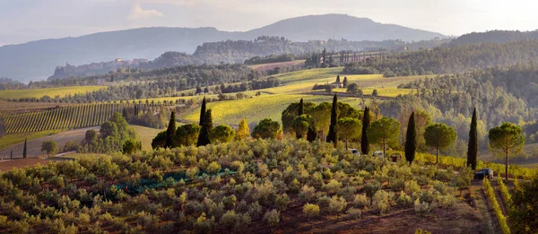 typical Tuscany countryside landscape; sunset over rolling hills and Tuscany farmland