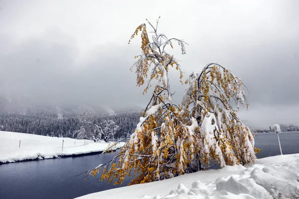 Vista Panorámica Otoño Con Primera Nieve Camino Húmedo Tierra Las — Foto de Stock