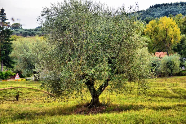 Olivenbäume Garten. mediterranes Olivenfeld bereit für die Ernte. — Stockfoto