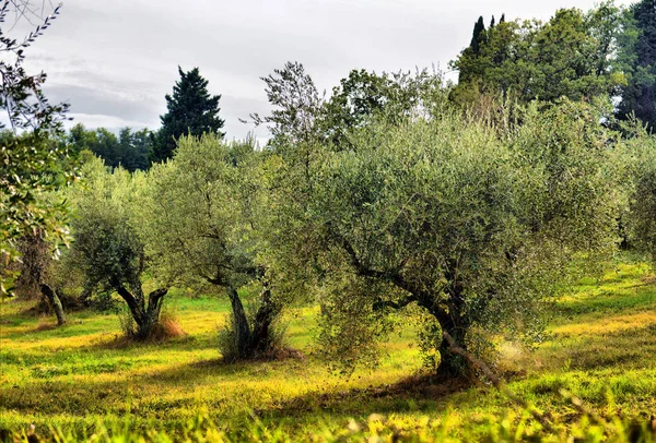 Olivenbäume Garten. mediterranes Olivenfeld bereit für die Ernte. — Stockfoto