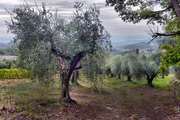 Olivenbäume Garten. mediterranes Olivenfeld bereit für die Ernte. — Stockfoto