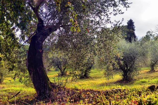 Oliivipuiden puutarha. Välimeren oliivipelto, joka on valmis korjattavaksi . — kuvapankkivalokuva