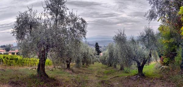 Jardín de olivos. Campo de olivo mediterráneo listo para la cosecha . — Foto de Stock