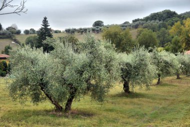 Zeytin ağaçları Bahçe. Akdeniz zeytin alan hasat için hazır.