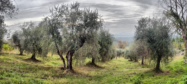 Olivenbäume Garten. mediterranes Olivenfeld bereit für die Ernte. — Stockfoto