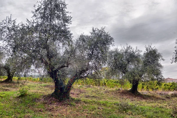 Olivenbäume Garten. mediterranes Olivenfeld bereit für die Ernte. — Stockfoto