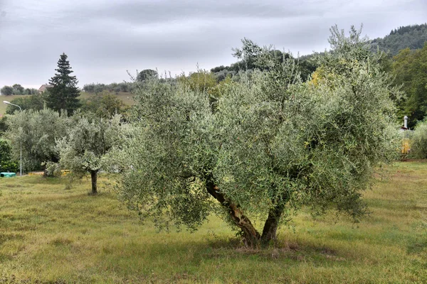 Oliivipuiden puutarha. Välimeren oliivipelto, joka on valmis korjattavaksi . — kuvapankkivalokuva