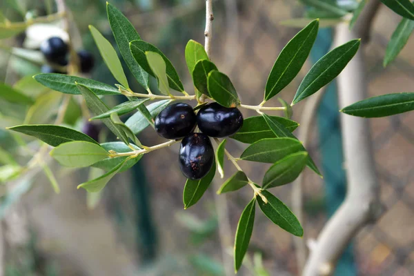 Olives suspendues fraîches à une branche d'arbre — Photo