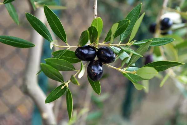 Olives suspendues fraîches à une branche d'arbre — Photo