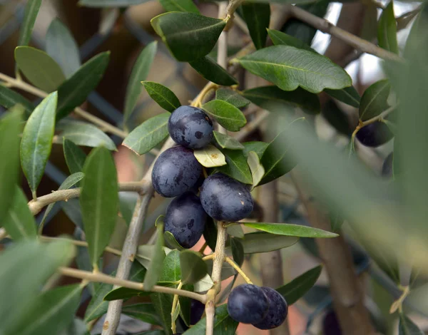 Olives suspendues fraîches à une branche d'arbre — Photo