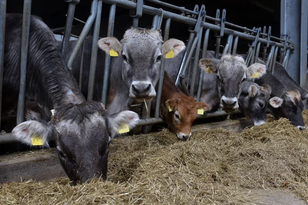 Koeien eten hooi op melkveebedrijf. Voeden op dierlijke thuis boerderij. — Stockfoto
