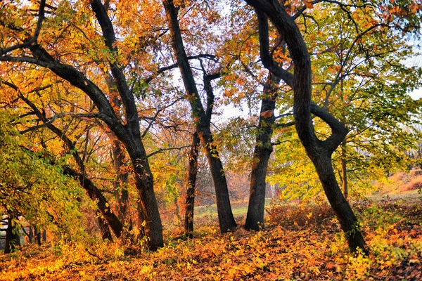 Jesienna natura-mglisty widok jesienny z jesiennej alei parku w gęstej — Zdjęcie stockowe