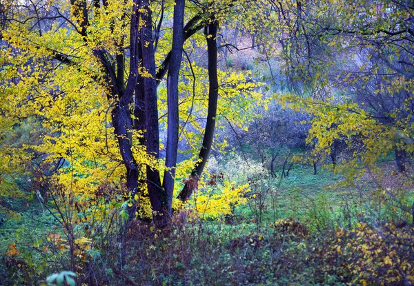 Jesienna natura-mglisty widok jesienny z jesiennej alei parku w gęstej — Zdjęcie stockowe