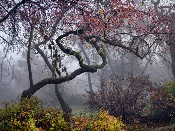 Nature d'automne - vue d'automne brumeuse de l'allée du parc d'automne en dense — Photo