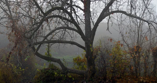 Осенняя природа - туманный осенний вид на аллею осеннего парка в плотной — стоковое фото