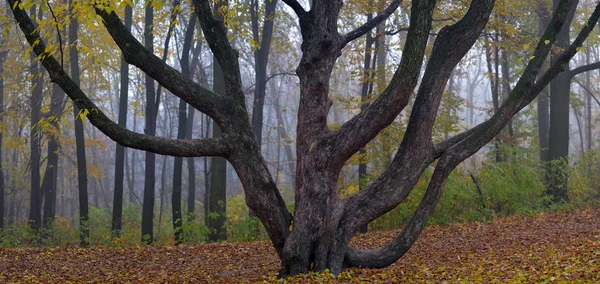 Podzimní příroda-zamlžený podzimní pohled na podzimní ulici v husté — Stock fotografie