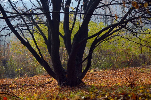 Jesienna natura-mglisty widok jesienny z jesiennej alei parku w gęstej — Zdjęcie stockowe
