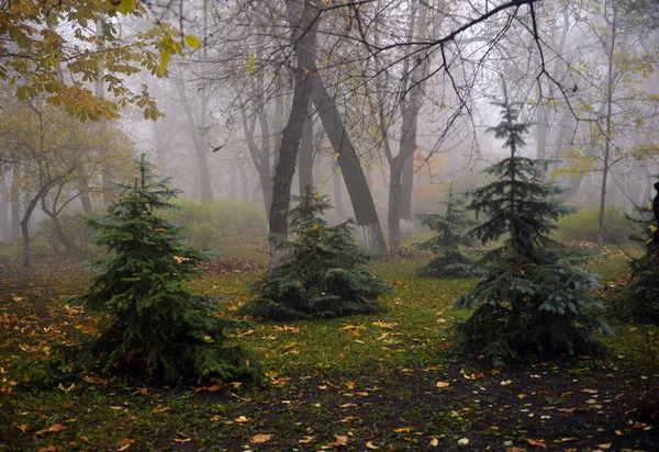 Autumn landscape- foggy autumn park alley with bare trees and dr — Stock Photo, Image