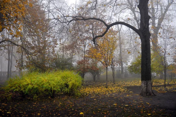 Осенний ландшафт - туманная аллея осеннего парка с голыми деревьями и доктором — стоковое фото