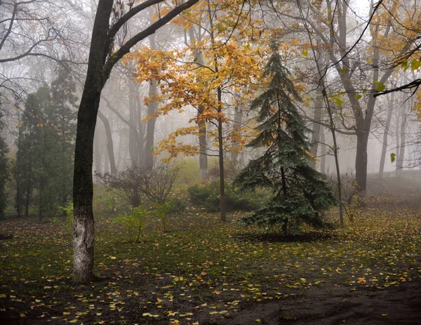 Paysage d'automne ruelle de parc d'automne brumeux avec arbres nus et dr — Photo