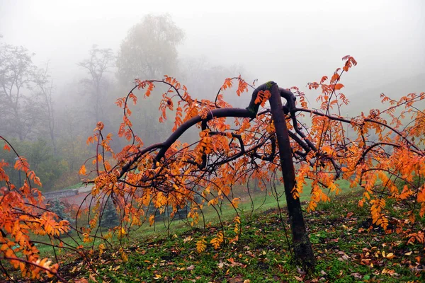 Outono paisagem- nebuloso outono parque beco com árvores nuas e dr — Fotografia de Stock