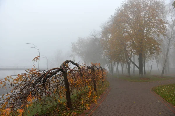 Осінній пейзаж туманний осінній парк алея з голими деревами і д-р — стокове фото