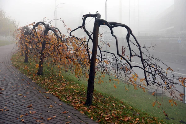 秋の風景 - 裸の木と博士と霧の秋の公園の路地 — ストック写真