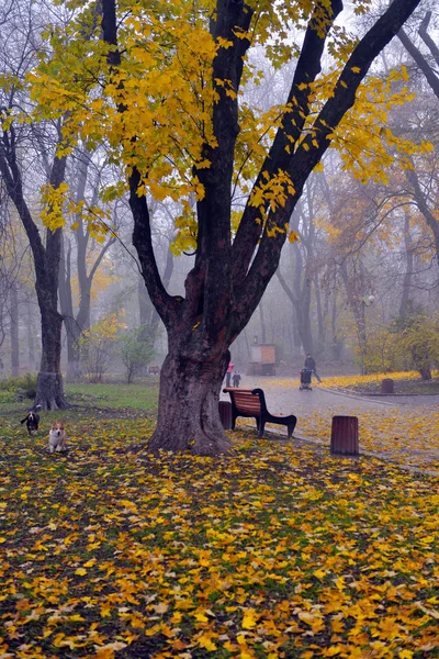 Осінній пейзаж туманний осінній парк алея з голими деревами і д-р — стокове фото