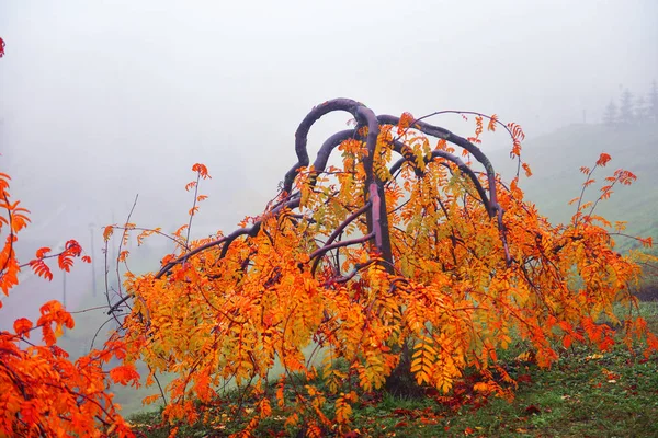 Autunno paesaggio nebbioso autunno parco vicolo con alberi nudi e dr — Foto Stock