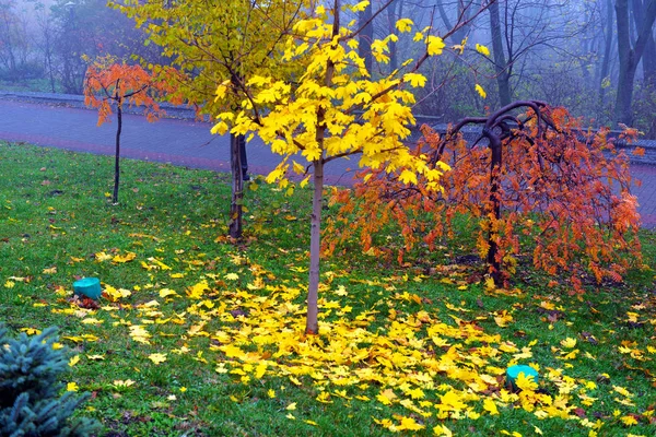 Őszi táj-Ködös őszi Park sikátor meztelen fákkal és Dr — Stock Fotó