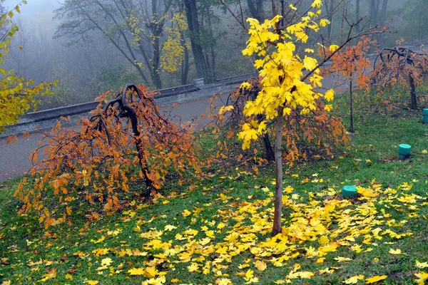 Őszi táj-Ködös őszi Park sikátor meztelen fákkal és Dr — Stock Fotó