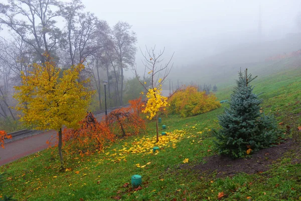 Autunno paesaggio nebbioso autunno parco vicolo con alberi nudi e dr — Foto Stock