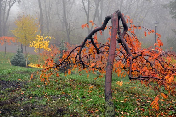 Jesienny krajobraz-mglisty Park jesienny aleja z gołymi drzewami i dr — Zdjęcie stockowe