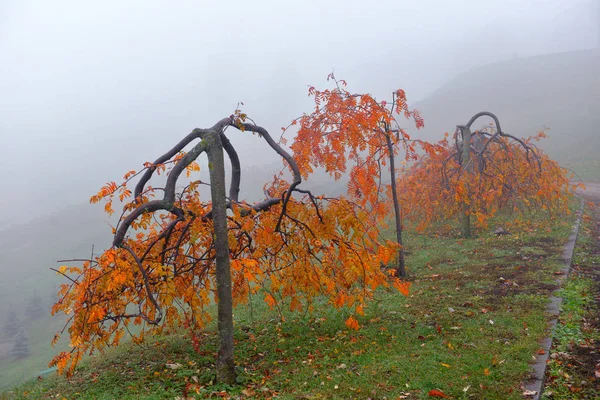 Autumn landscape- foggy autumn park alley with bare trees and dr — Stock Photo, Image