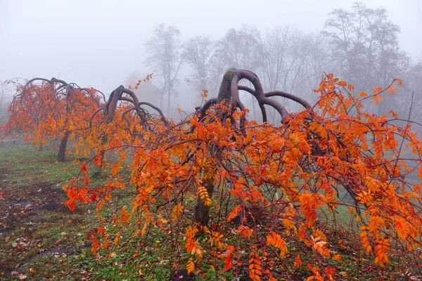 Otoño paisaje niebla otoño parque callejón con árboles desnudos y dr — Foto de Stock
