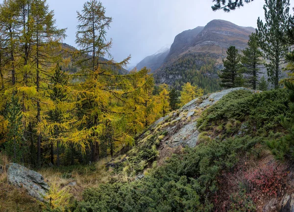 Maestoso Paesaggio Alpino Autunnale Con Foresta Larici Colorati Svizzera — Foto Stock